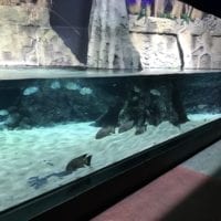 Aquarium contenant des poissons provenant d'Afrique Ã  Aquatis Lausanne