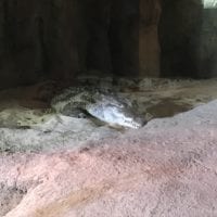 Vivarium contenant un crocodile provenant d'Afrique Ã  Aquatis Lausanne