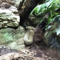 Vivarium contenant un reptile provenant d'Asie à Aquatis Lausanne