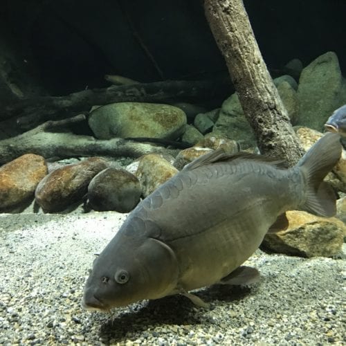 Poisson provenant d'Europe à Aquatis Lausanne