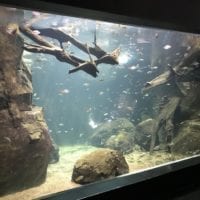 Aquarium contenant des poissons provenant d'Océanie à Aquatis Lausanne
