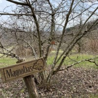 Magnolia pas encore fleuri à 'Arboretum
