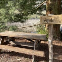 Table de pique-nique au pied d'un séquoia à l'arboretum