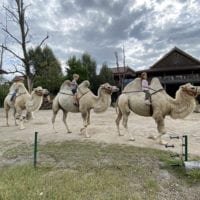 Balade en chameaux au zoo knie