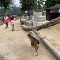 Chèvres du zoo knie