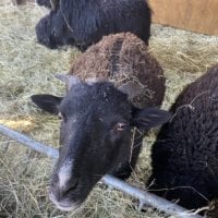Moutons de la ferme de la Gavotte à Grand-Lancy