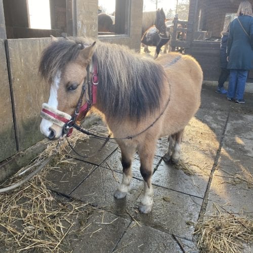 Poney de la ferme de la Gavotte à Grand-Lancy