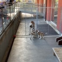 Deux chiots saint bernard avec un chien adulte