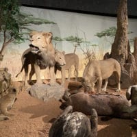 Lions du Museum d'Histoire Naturelle de Genève