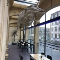 Café de la baleine au Muséum d'histoire naturelle de Neuchâtel