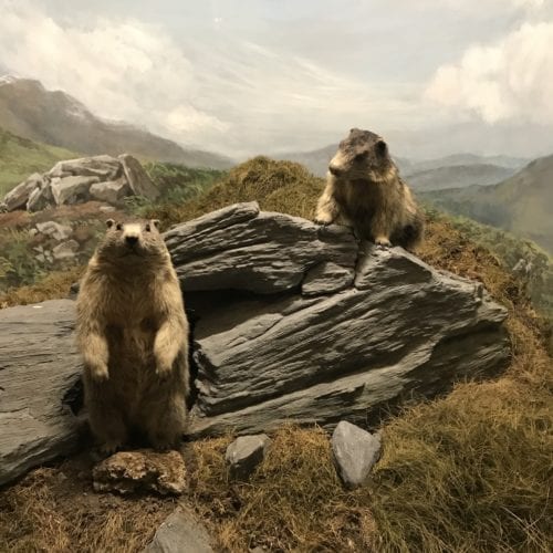 Diorama avec marmottes au MusÃ©um d'histoire naturelle de NeuchÃ¢tel
