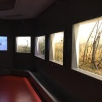 Dioramas avec oiseaux au Muséum d'histoire naturelle de Neuchâtel