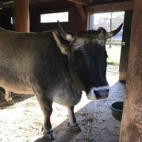 Vache dans le mini-zoo du bois de Sauvabelin à Lausanne en Automne
