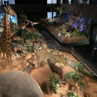 Vue sur les animaux de la savane du Museum d'Histoire Naturelle de Genève