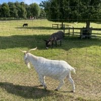 Parc animalier avec chèvres et ânes - signal de bougy
