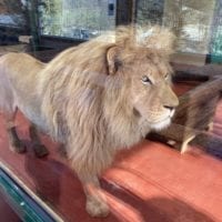 Lion au Sikypark
