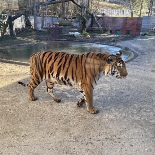 Tigre du Bengale du Sikypark