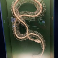 Squelette de serpent du Museum d'Histoire Naturelle de Genève