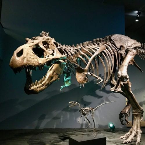 Le squelette du T.Rex