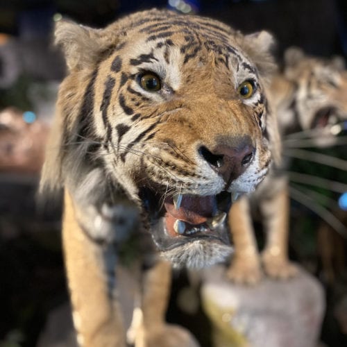 Tigre du Museum d'Histoire Naturelle de Genève