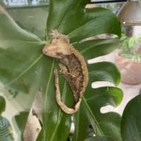 Gecko du Tropiquarium de Servion