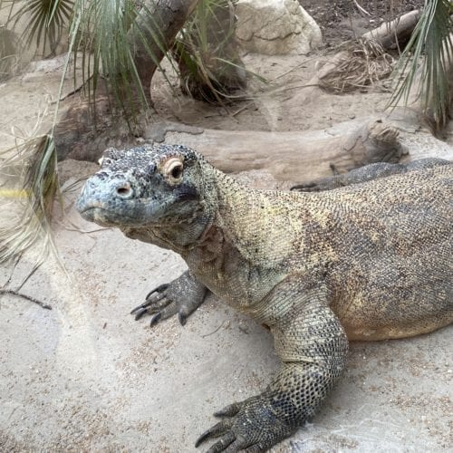 Varan de Komodo du Tropiquarium de Servion