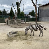 Enclos des zèbres et giraffes au zoo Knie