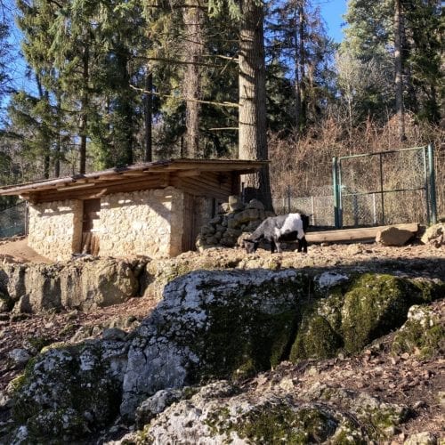 Chèvres naines au zoo de Bienne