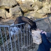 Chèvres naines au zoo de Bienne