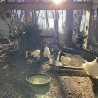 Poules et lapins au zoo de Bienne