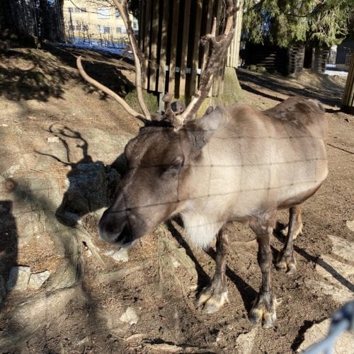 Renne au zoo du bois du petit château