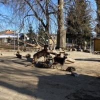 Les moufflons au zoo du bois du petit château