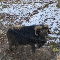 Mouton d'Ouessant au zoo du bois du petit château