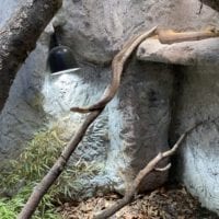Serpent au zoo du bois du petit château