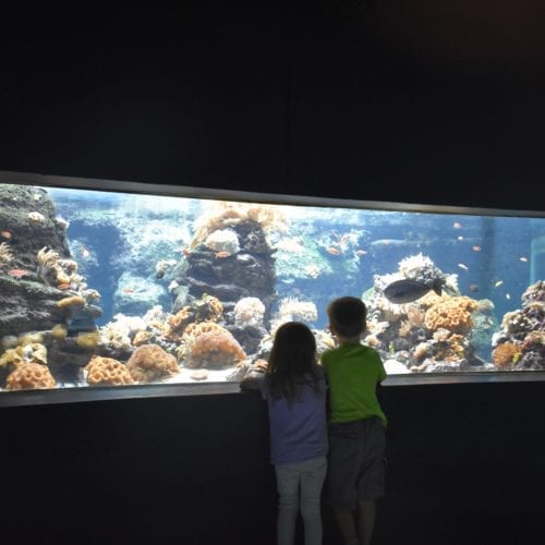 aquarium de la grande barrière de corail