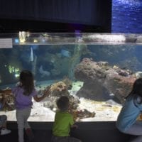 aquarium de la méditerranée