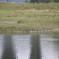 canard du grand étang