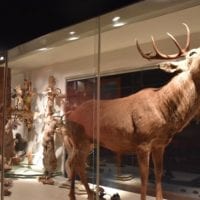 Musée d'histoire naturelle de Fribourg - Le cerf de la salle faune régionale
