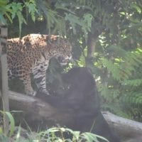 bataille des jaguars