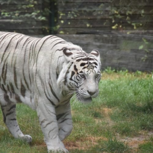 le tigre blanc