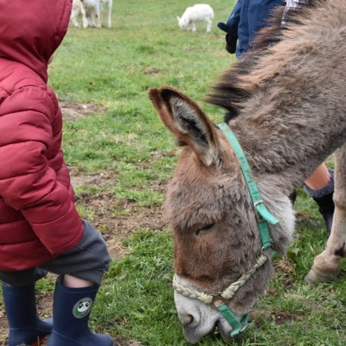 Un enfant avec un âne