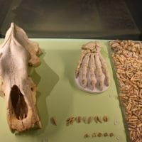 Les ossements de l'ours des cavernes au Laténium