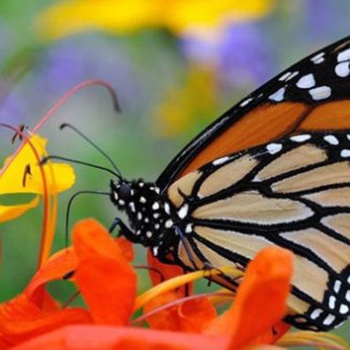 Le Papiliorama & Nocturama de Fribourg