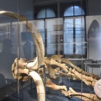 musée géologie le mammouth