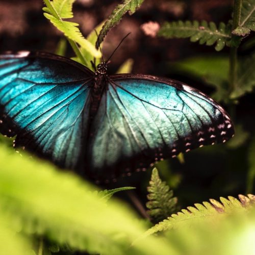 Papiliorama et nocturama parc tropical à Kerzers