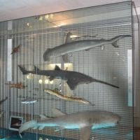 Musée d'histoire naturelle de Fribourg - La salle des poissons, reptiles et amphibiens