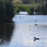 Les canards sur le lac