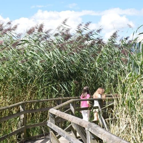 le sentier dans les roseaux