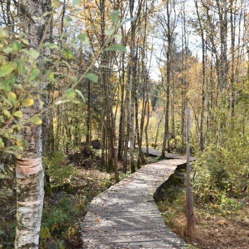 les passerelles en bois