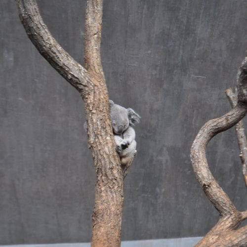 le koala